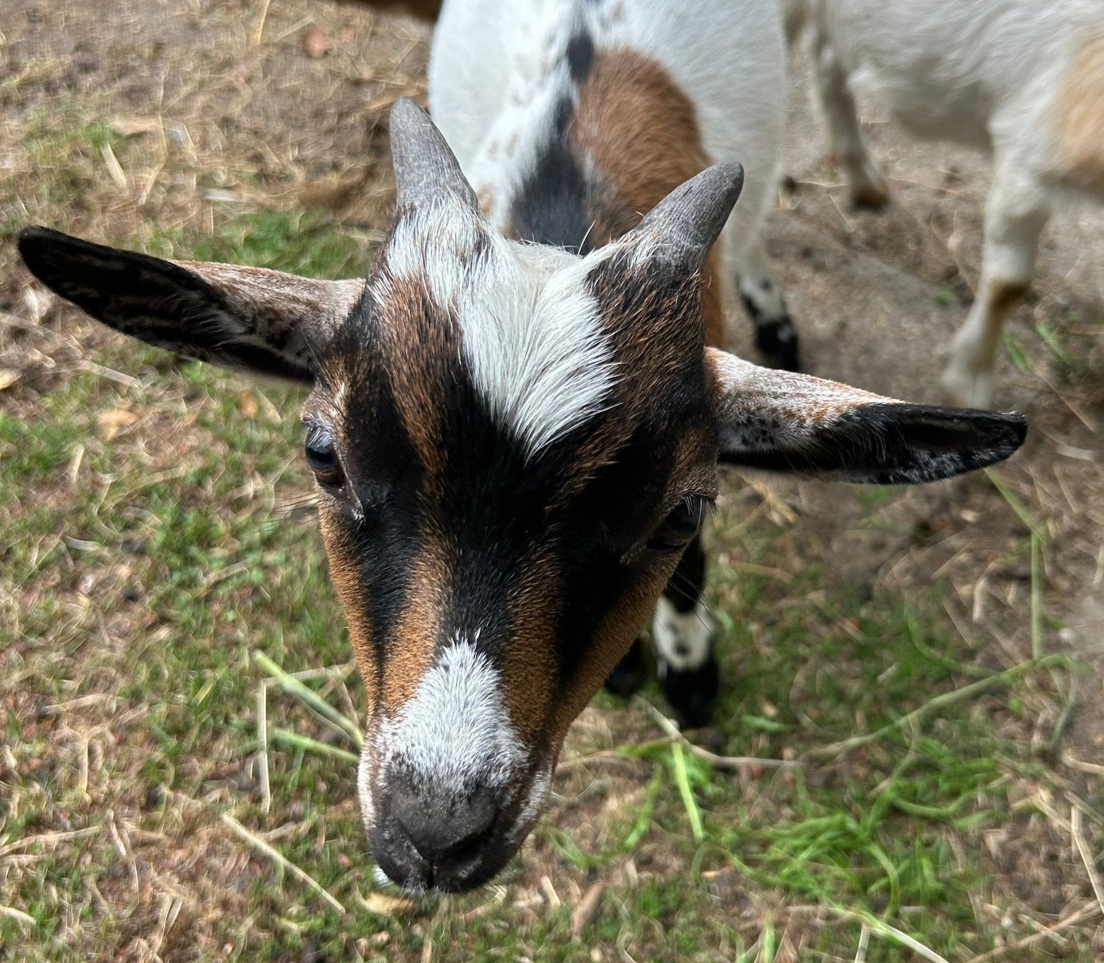 Leuk tam bokje, Dieren en Toebehoren, Schapen, Geiten en Varkens, Mannelijk, Geit
