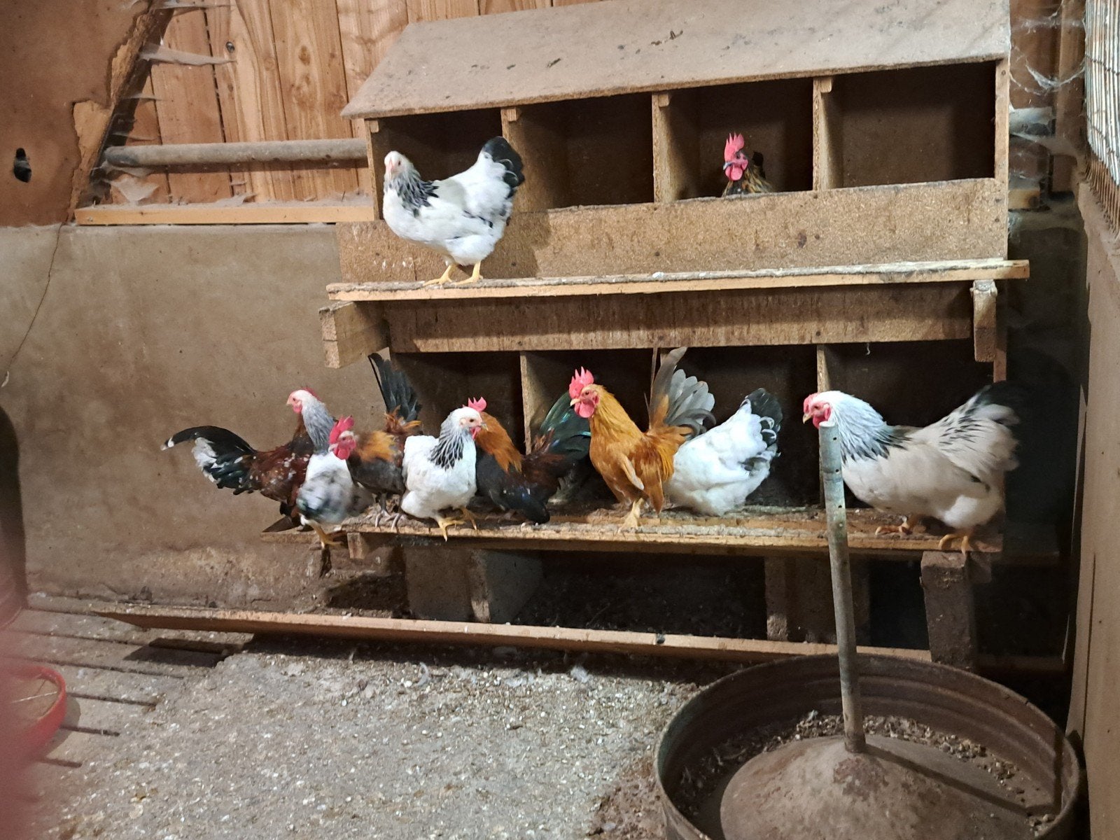 kippen, Dieren en Toebehoren, Pluimvee, Meerdere dieren, Kip