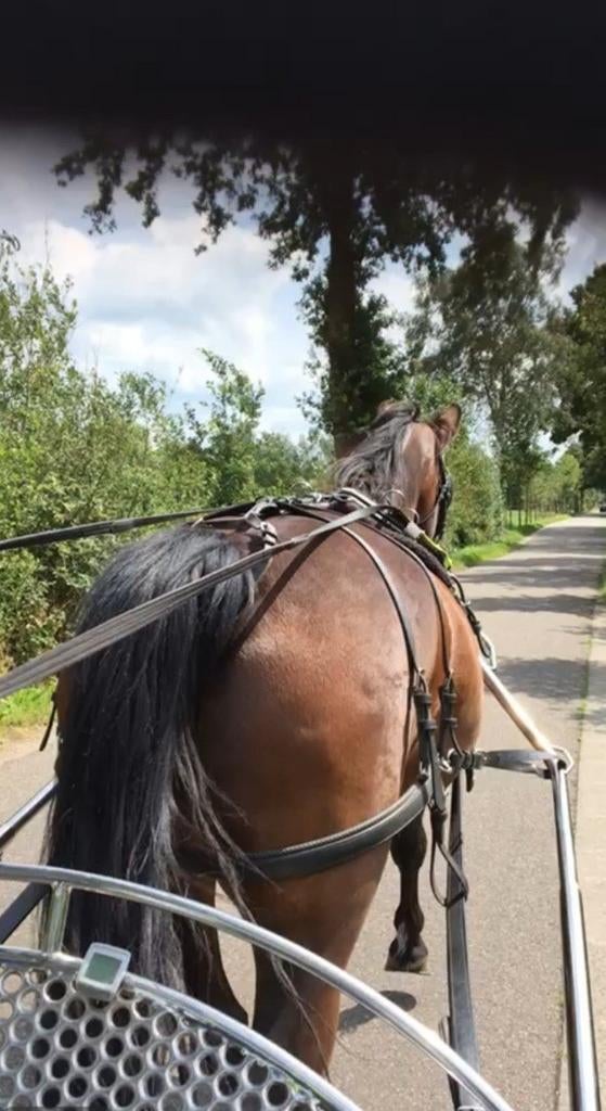 Gezocht vrouwelijke senior bijrijder