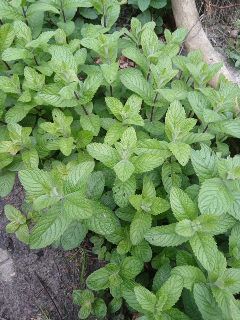 Ecologische basilicum munt, zowel blad als jonge planten, Ophalen of Verzenden, Kruiden, Volle zon