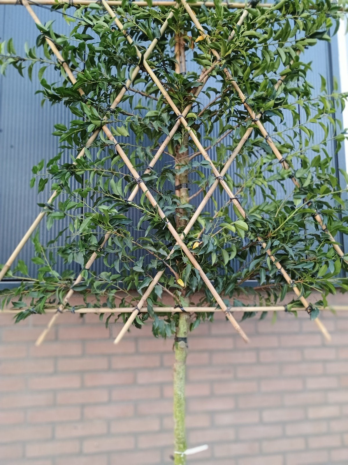 Portugese Laurier (Prunus Lusitanica Angustifolia), Leiboom, 100 tot 250 cm, Zomer, Ophalen