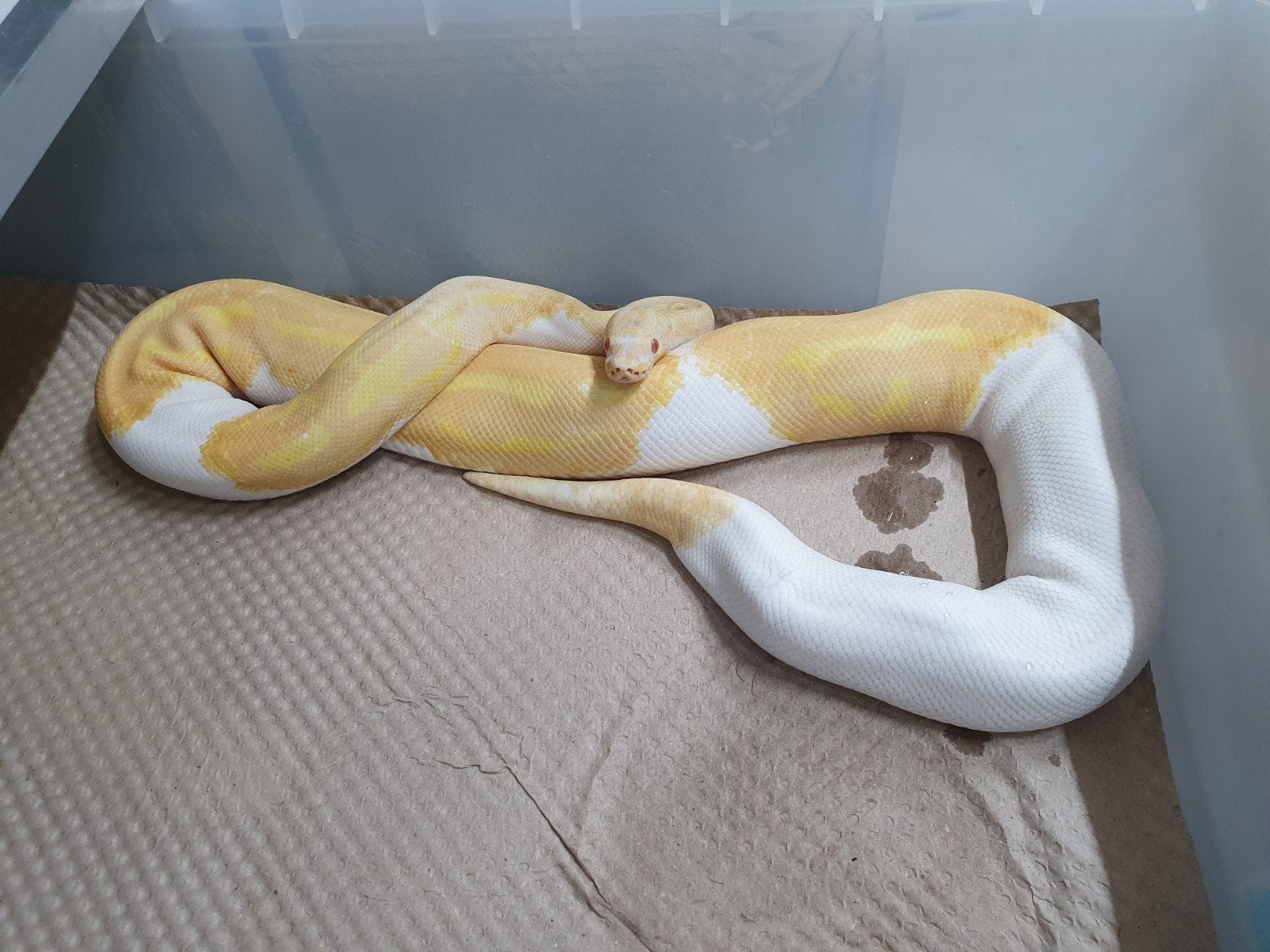 koningspython Ball Python - female for sale from Richard