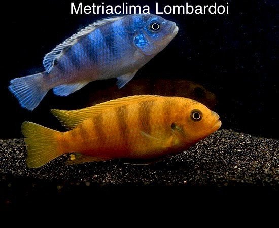 Metriaclima Lombardoi ( malawi cichlide ), Dieren en Toebehoren, Vis