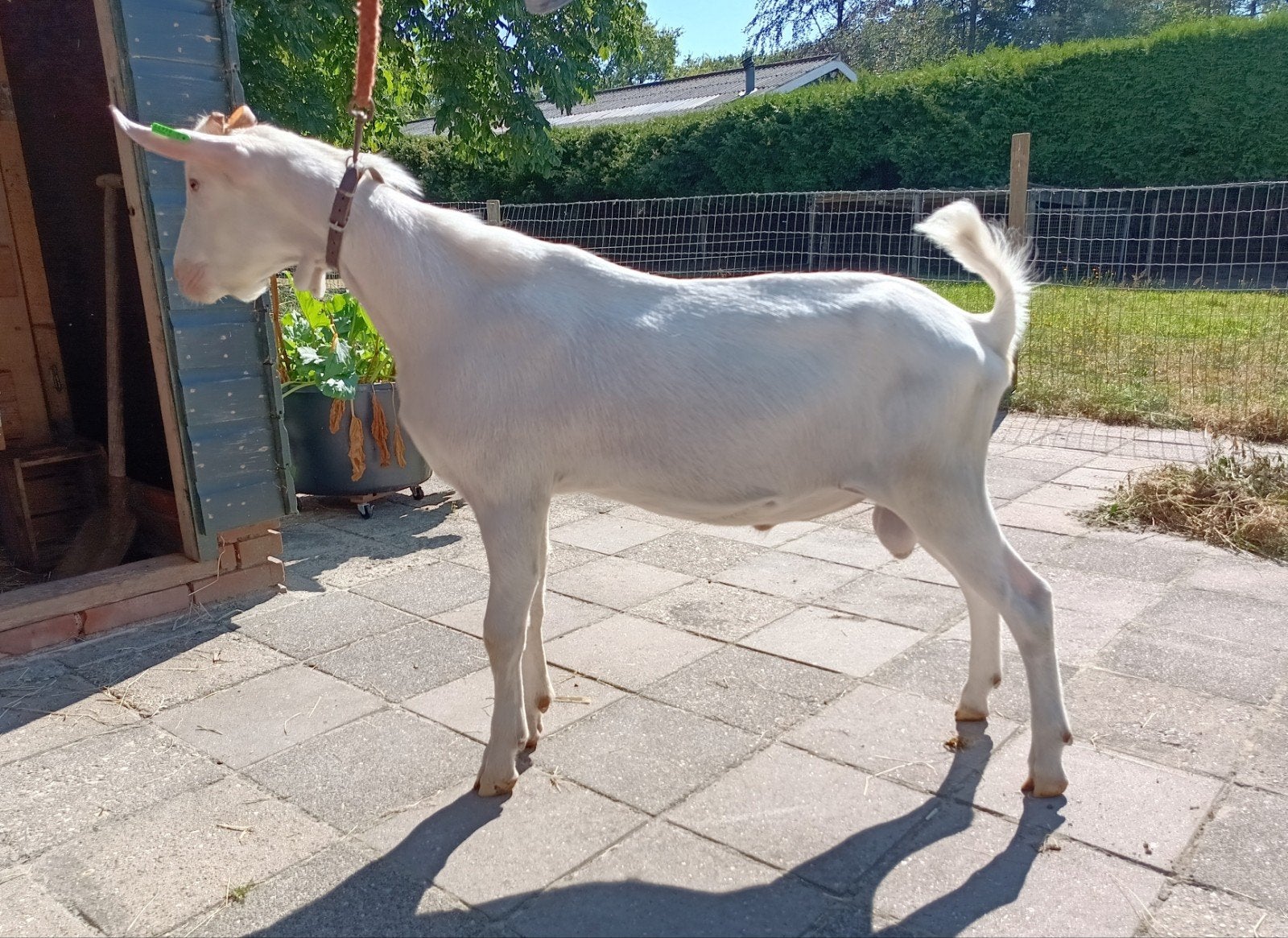 CAE en CL vrije witte dekbok, Dieren en Toebehoren, Schapen, Geiten en Varkens, Mannelijk, Geit