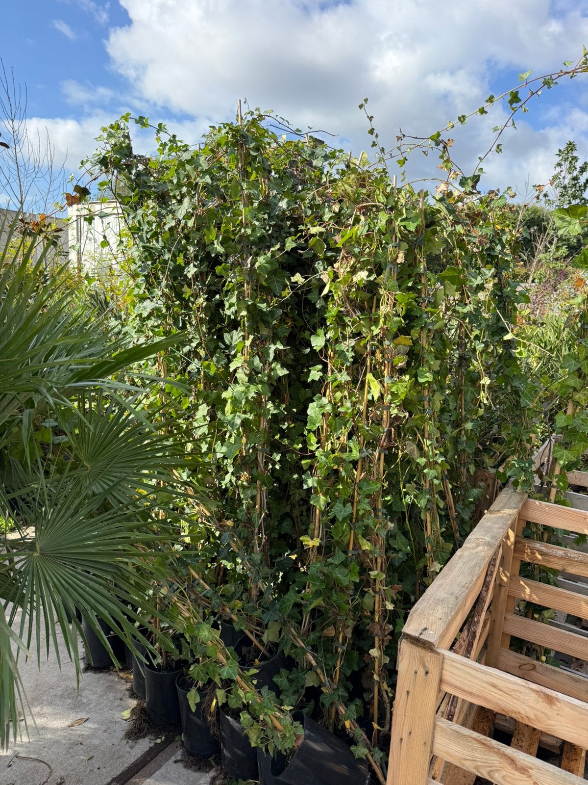 Hedera superlang 2,5 - meter zeker nog 150 stuks pst 3,95, Tuin en Terras, Ophalen, Bloeit niet, Vaste plant, Klimplanten