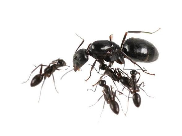 Camponotus aethiops queen + broed, Mieren