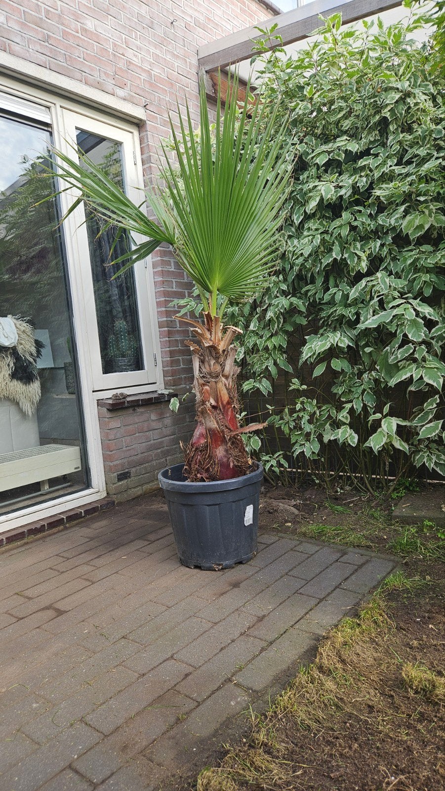 Grote palmboom in pot - Ideaal voor terras of tuin, Overige soorten, Volle zon, Vaste plant, Ophalen of Verzenden