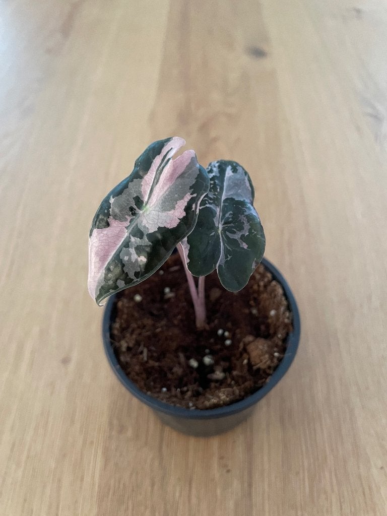 alocasia nobilis pink variegata, Huis en Inrichting, Overige soorten, In pot, Minder dan 100 cm, Groene kamerplant