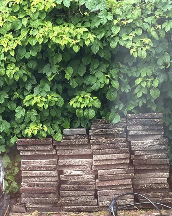 Stoeptegels GRATIS OP TE HALEN, Tuin en Terras, Ophalen, Gebruikt, Beton, Overige typen