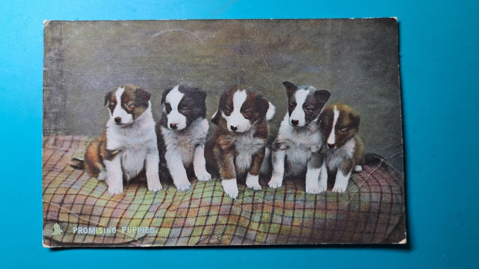 Puppy's Border Collies honden 1911, Ophalen of Verzenden, Voor 1920, Gelopen, Hond of Kat