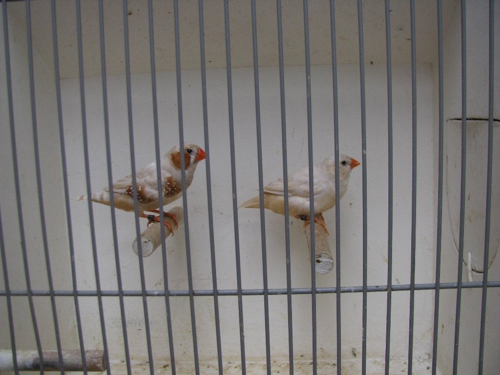 koppel isabel zebravinken, Dieren en Toebehoren, Vogels | Overige Vogels, Meerdere dieren