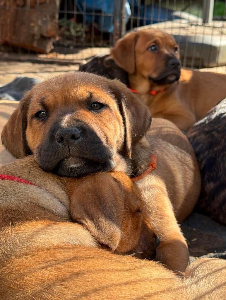 Puppy’s kruising dog. Prachtig mooi en lief., 8 tot 15 weken, Groot, Meerdere, Meerdere dieren