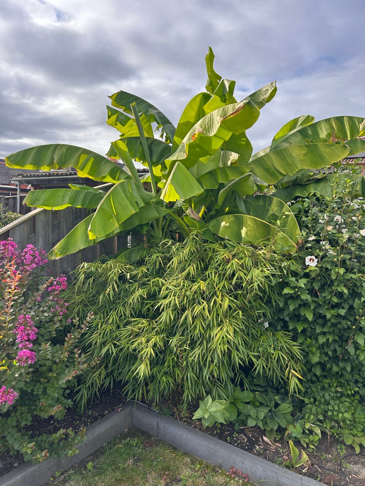 Grote bananenplant (Musa basjoo) voor tropische sfeer, Volle zon, Vaste plant, Bloeit niet, Ophalen