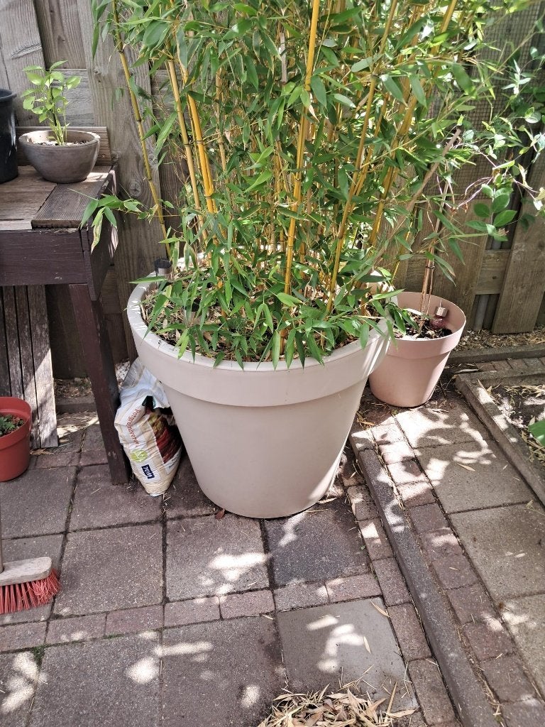 Bamboe plant in pot., Tuin en Terras, Planten | Tuinplanten, Vaste plant, Bloeit niet, Halfschaduw, Ophalen