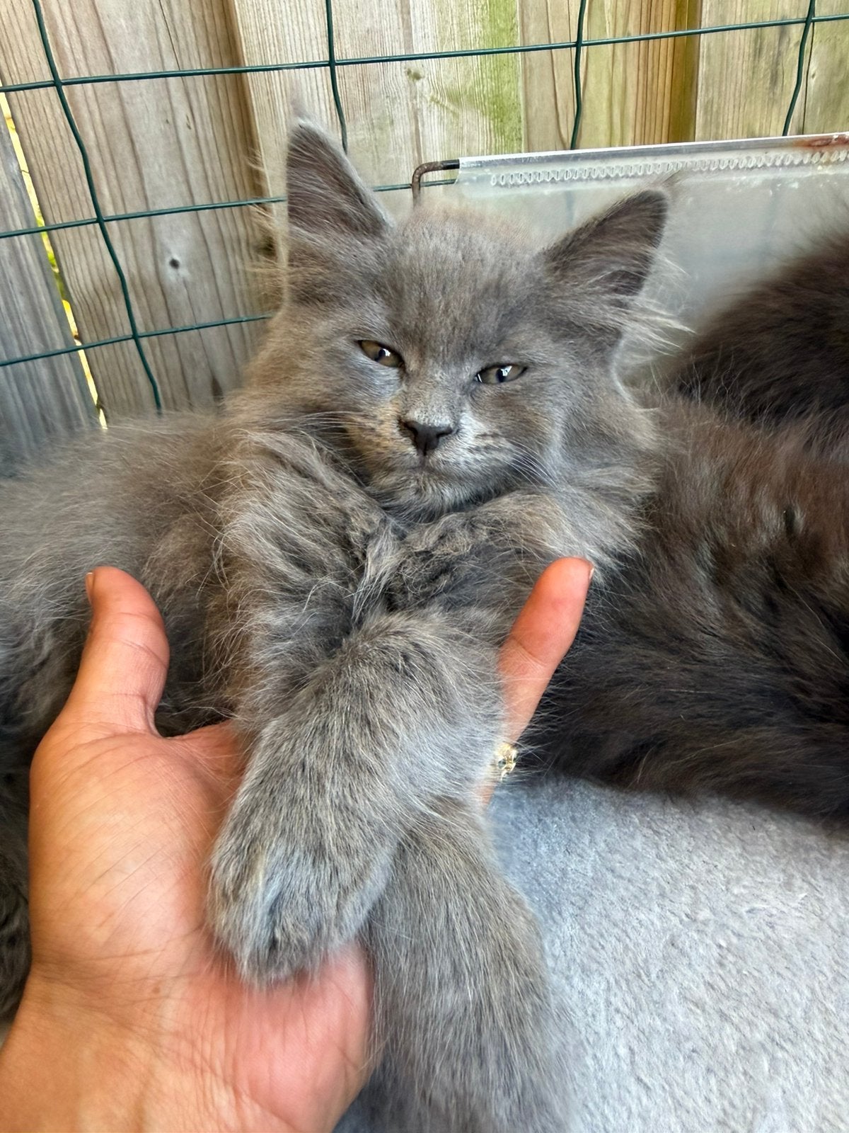 1 Blue Maine Coon kitten, 1 black smoke, Dieren en Toebehoren, Katten en Kittens | Raskatten | Langhaar, Meerdere dieren, Gechipt
