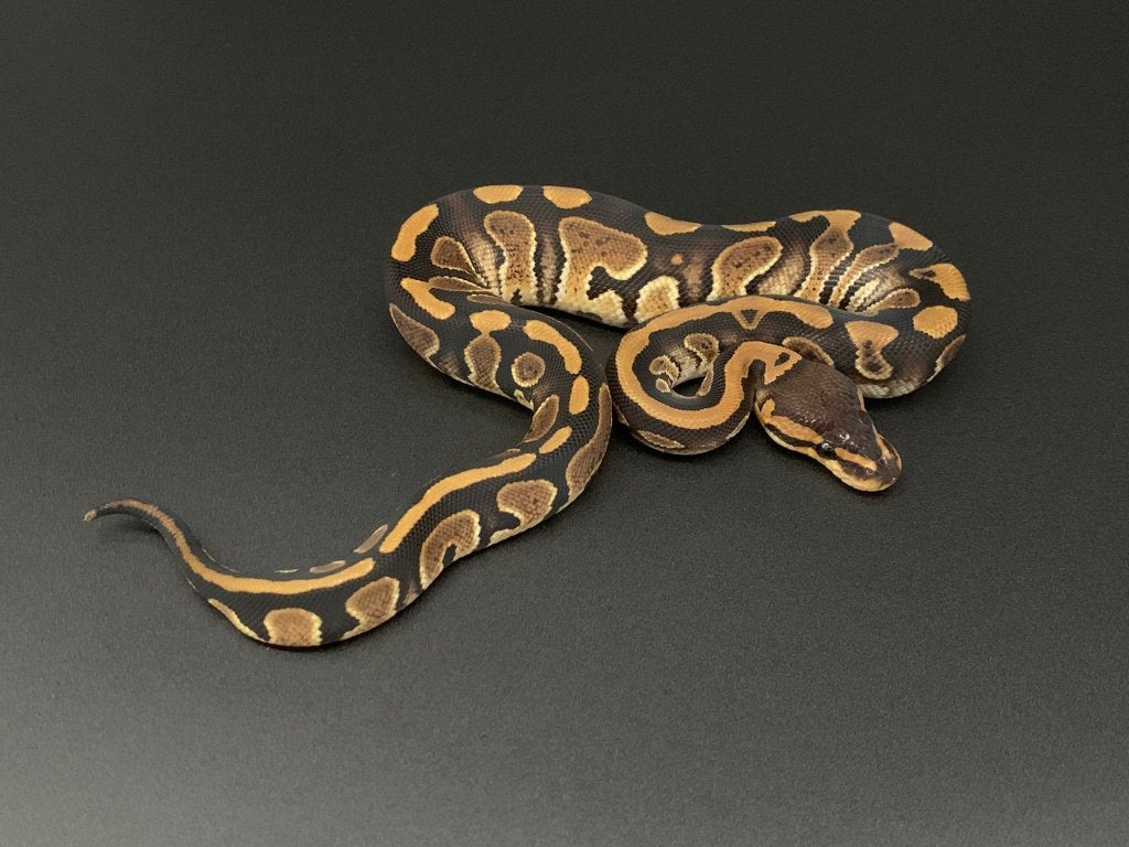 1.0 wookie het clown python regius Ball Python - male for sale from DemonSnakes