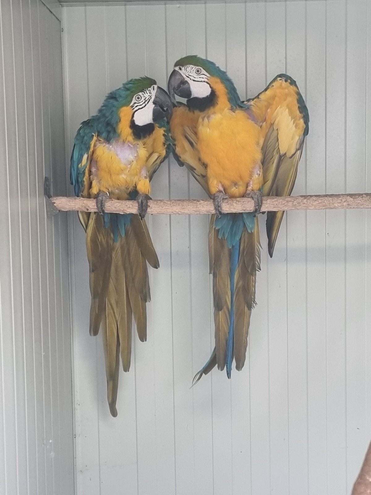 2 ara poppen, Dieren en Toebehoren