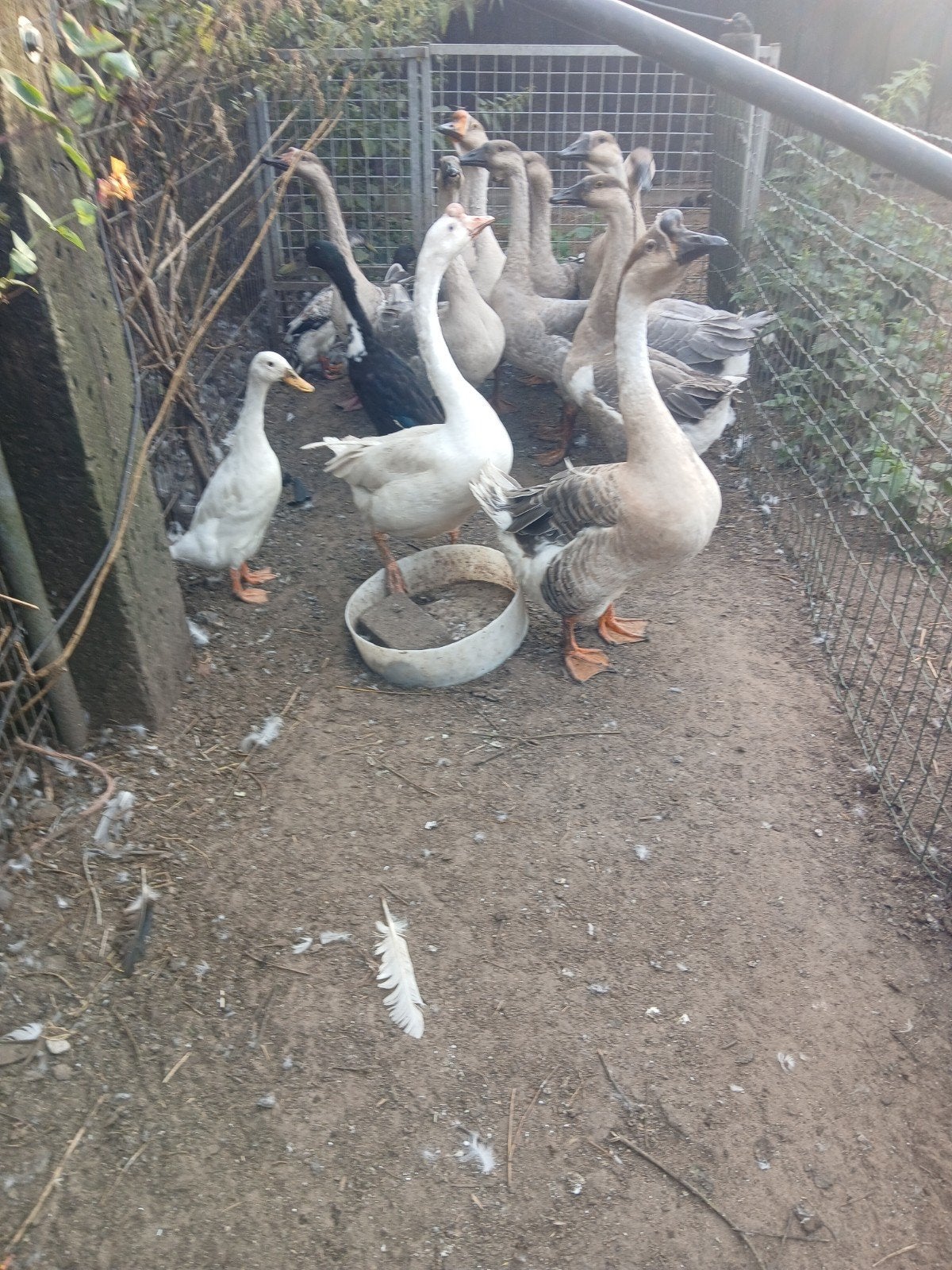 11 knobbelganzen, Dieren en Toebehoren, Pluimvee, Meerdere dieren, Gans of Zwaan