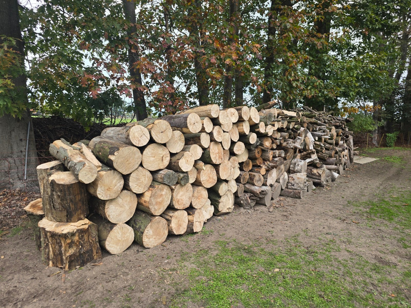 Brandhout: Eikenhout en Berkenhout Stammen, 6 m³ of meer, Ophalen of Verzenden, Eikenhout, Stammen