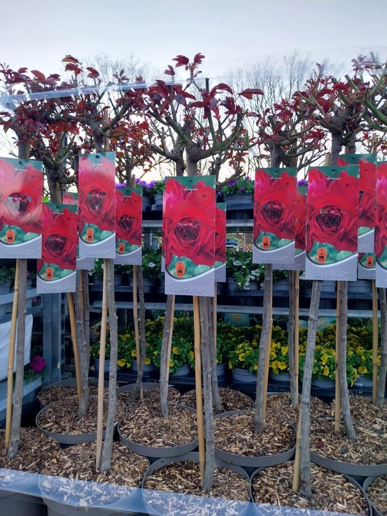 Stamrozen, rozen op stam, Tuin en Terras, Planten | Tuinplanten, Ophalen, Overige soorten, Volle zon