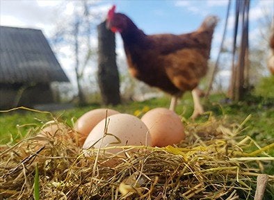 gratis op te halen 2 kippen en lieve haan, Dieren en Toebehoren, Pluimvee, Meerdere dieren, Kip