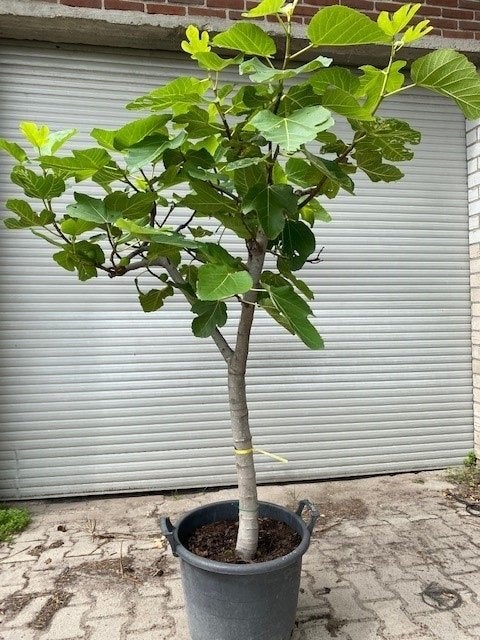 Vijgenboom Ficus carica (Vijg) op stam 200cm, Overige soorten, Lente, 100 tot 250 cm, Ophalen