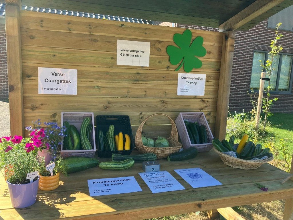 dille plant in mooie pot te koop, Ophalen, Volle zon, Eenjarig, Kruiden