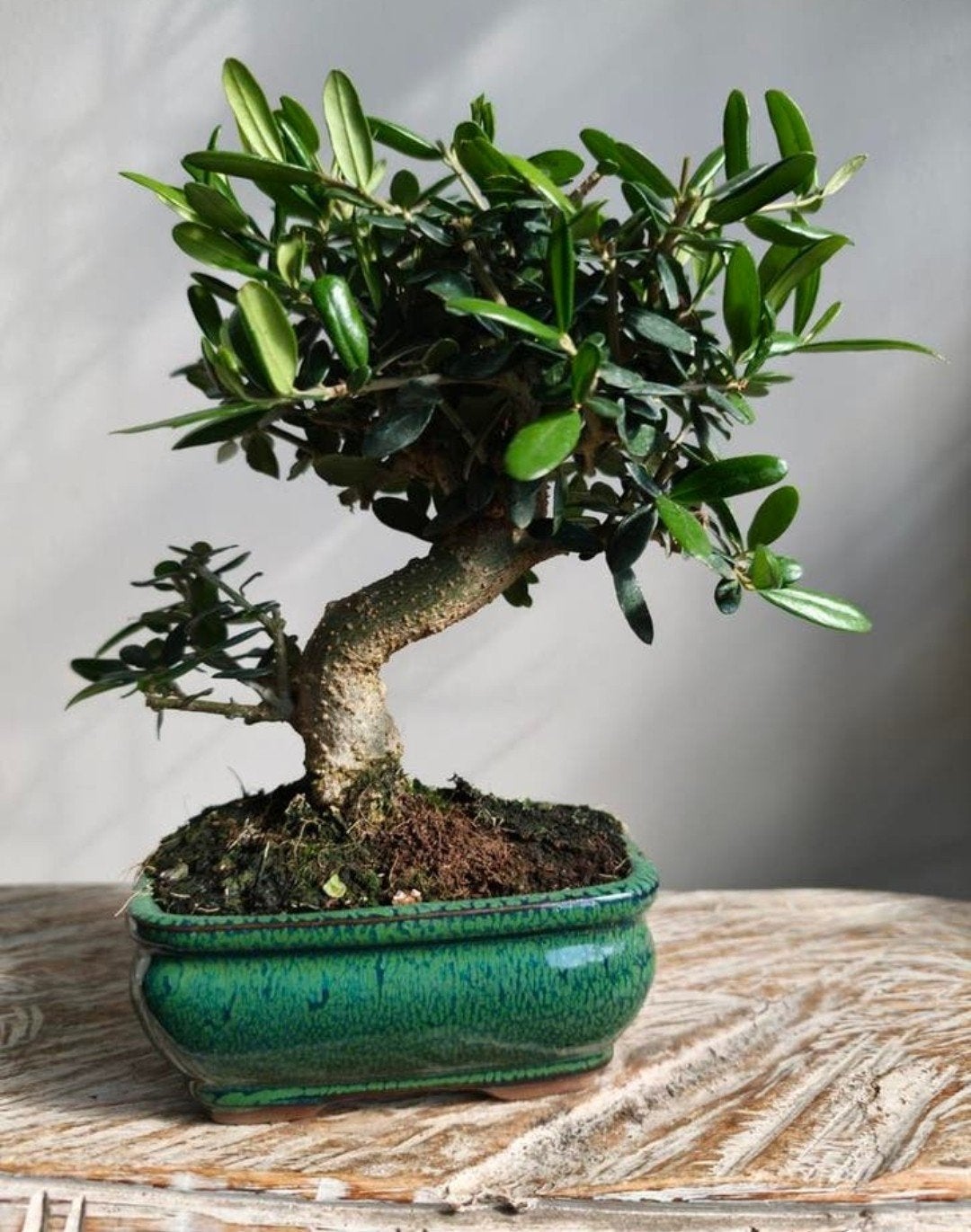 Olea Europaea 'Olijf' Bonsai, Bloeit niet, Overige soorten, Minder dan 100 cm, Ophalen