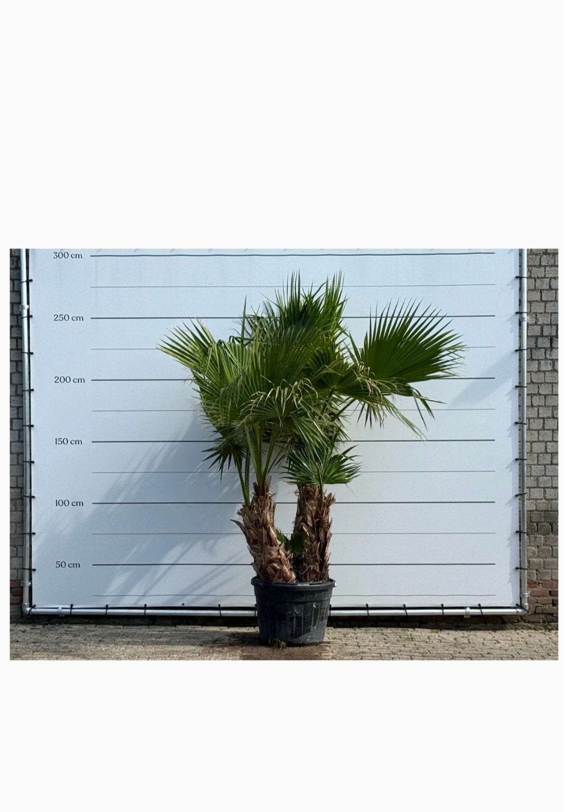 Washingtonia Robusta Mexicaanse waaierpalm meerstammig €150, Tuin en Terras, Ophalen, Overige soorten, Volle zon