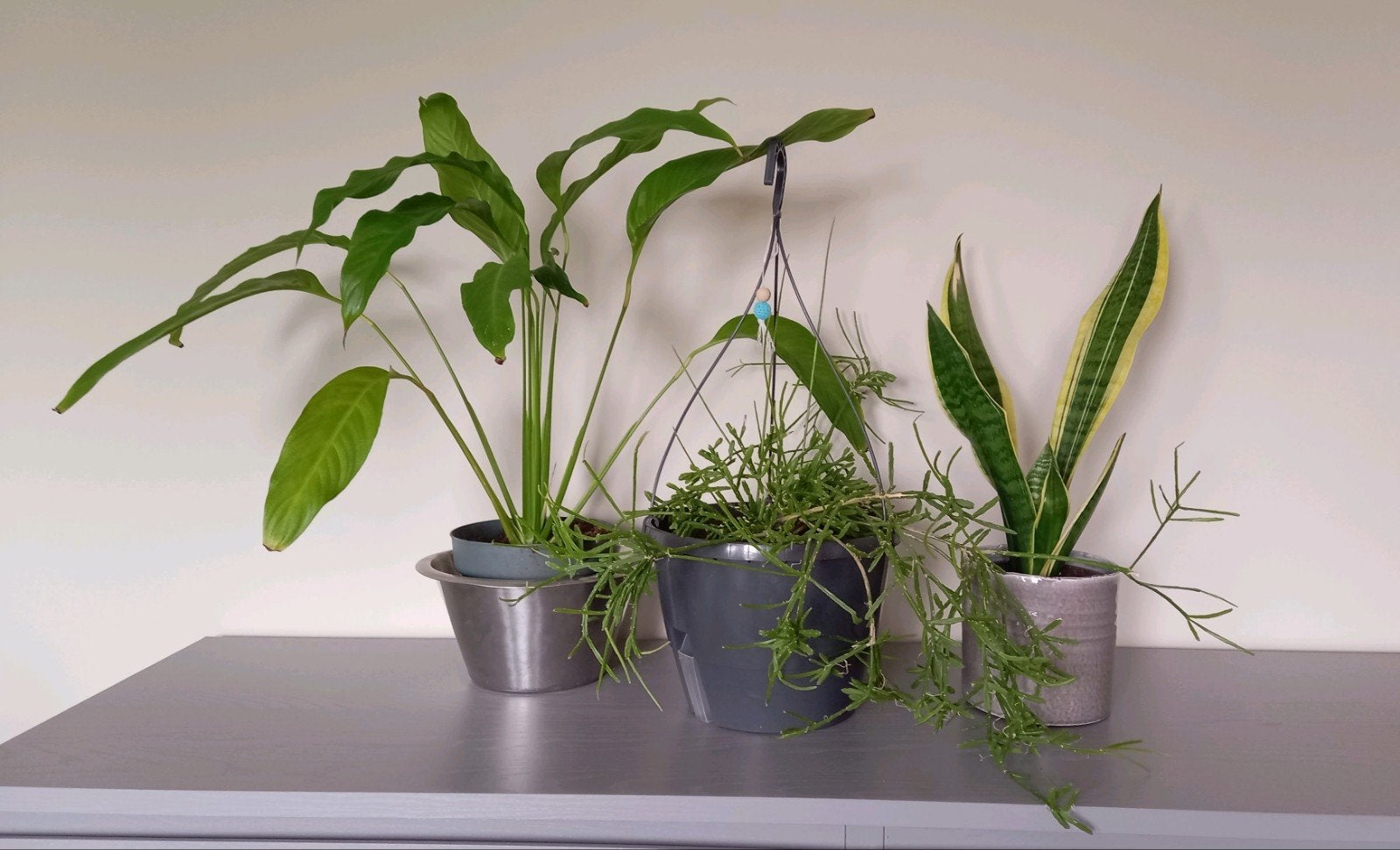 3 mooie kamerplanten, Ophalen, Halfschaduw, Minder dan 100 cm