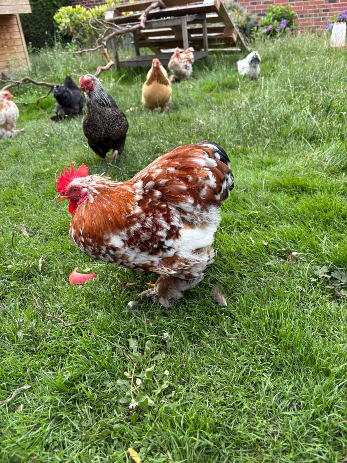 Cochin kriel hanen 6 stuks. Je krijgt geld toe, Dieren en Toebehoren, Pluimvee, Mannelijk, Kip