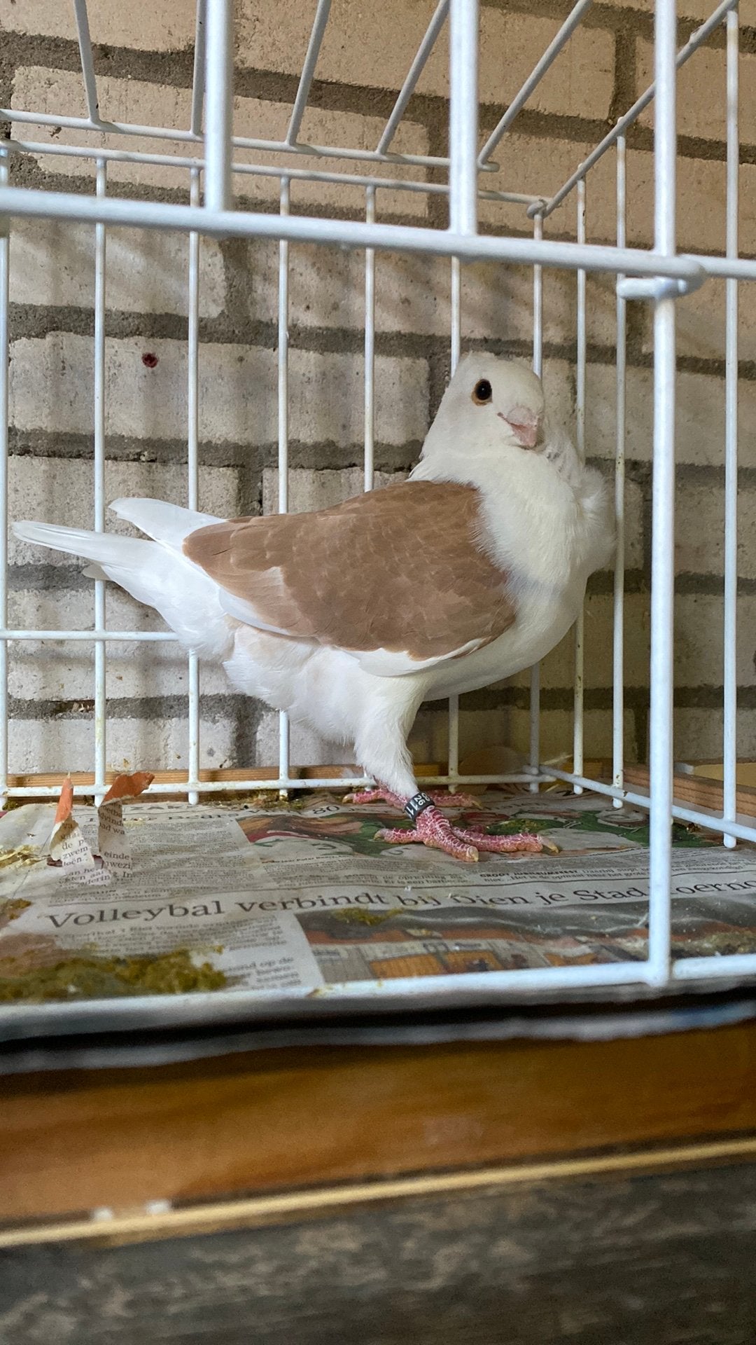 Oud hollandse meeuwen, Meerdere dieren, Overige soorten