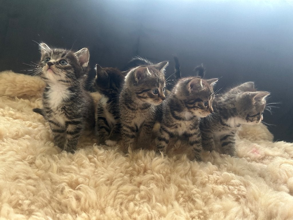 5 super lieve kittens, Dieren en Toebehoren, Meerdere dieren, Kortharig, 0 tot 2 jaar