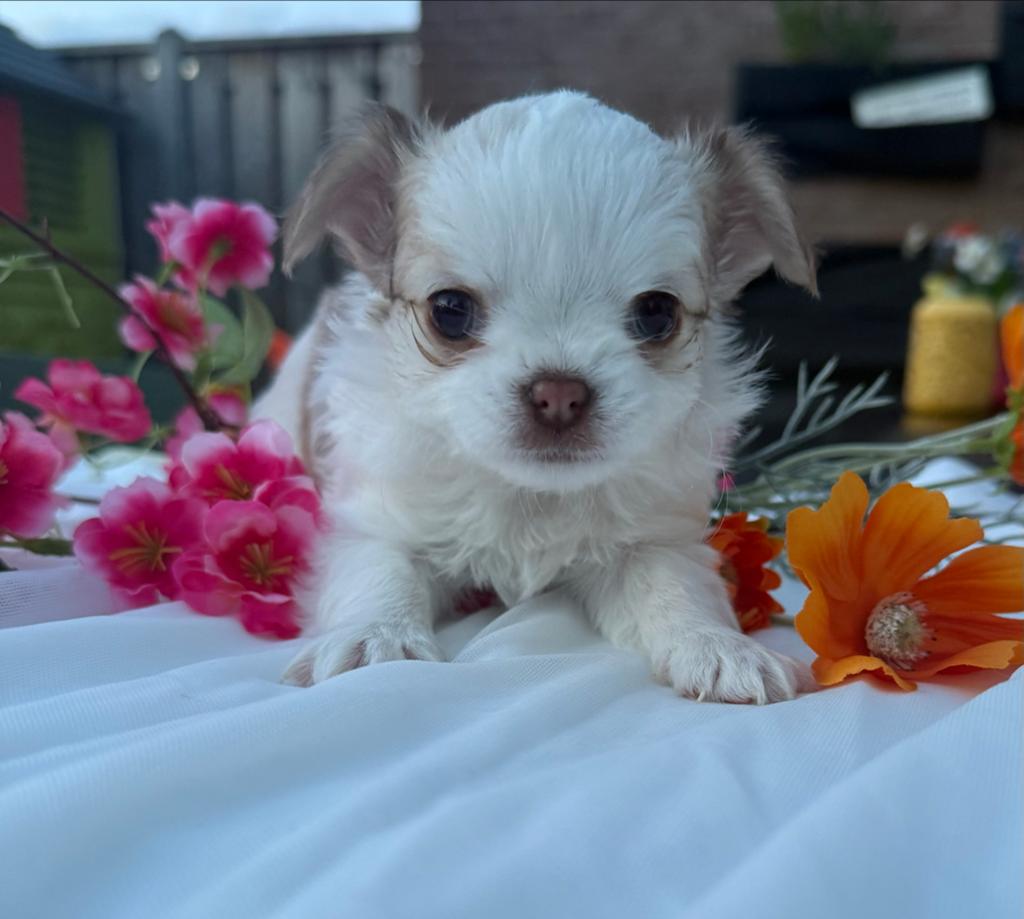 Prachtige langharige Chihuahua puppy’s beschikbaar, Dieren en Toebehoren, Parvo, 8 tot 15 weken, Meerdere, Meerdere dieren