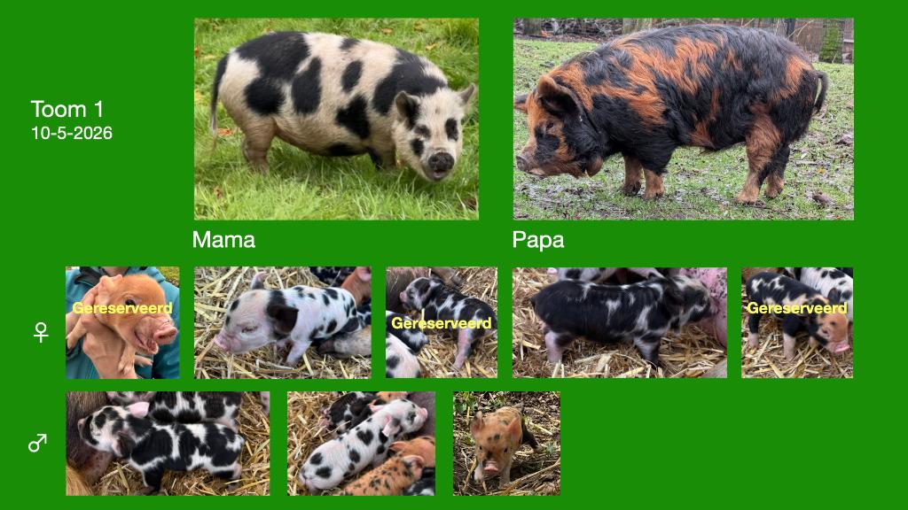 Kune Kune biggen  – geboren 10 & 11 mei 2026, Dieren en Toebehoren, Schapen, Geiten en Varkens, Meerdere dieren, Varken, 0 tot 2 jaar