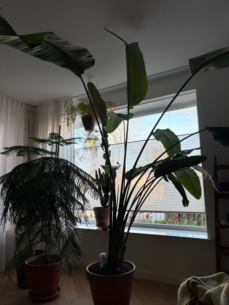Grote Strelitzia - 240 cm, Huis en Inrichting, Kamerplanten, Ophalen, 200 cm of meer, Overige soorten, Volle zon