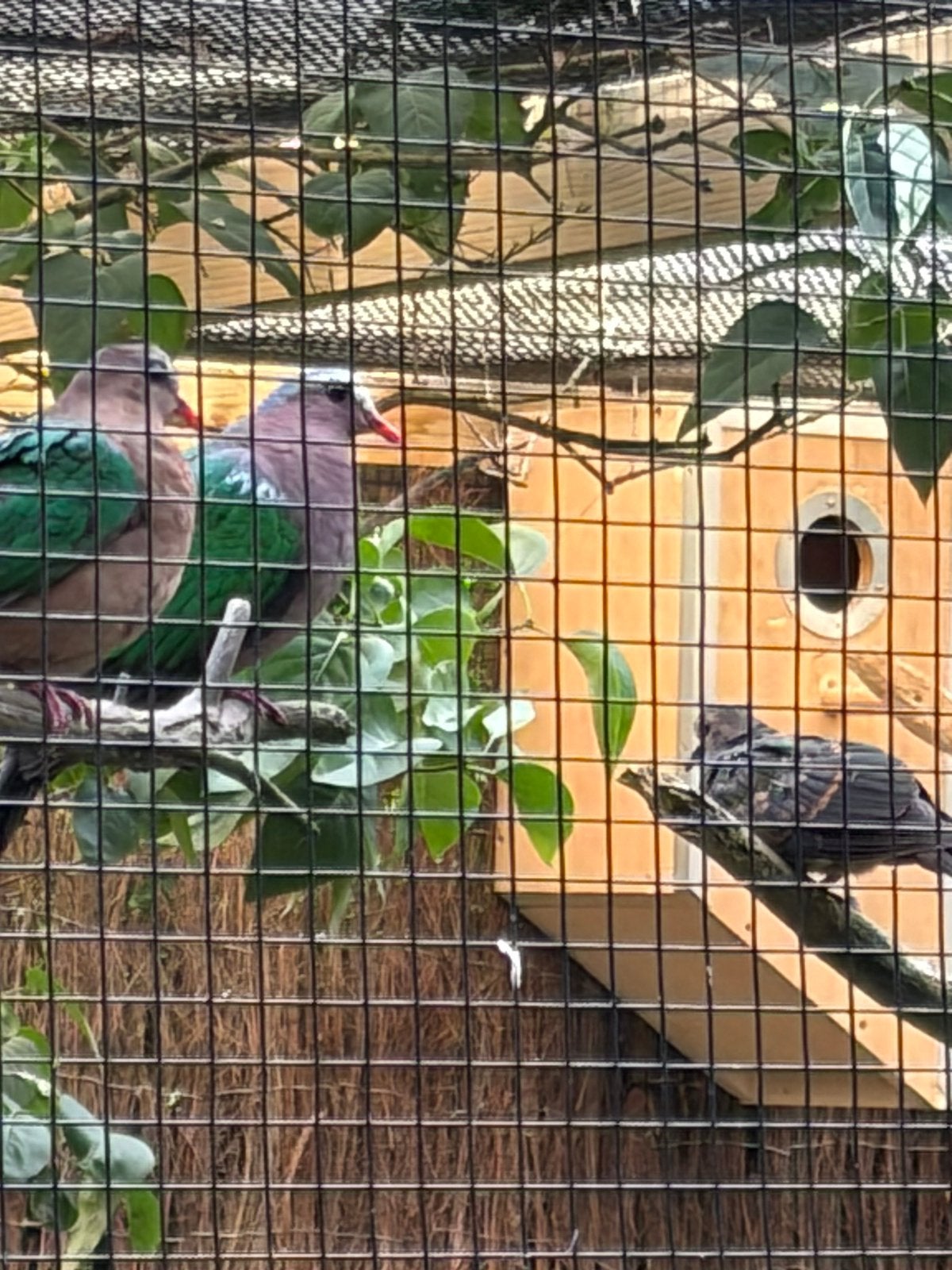 Bewezen koppel groenvleugel duiven + jong, Meerdere dieren, Parkiet