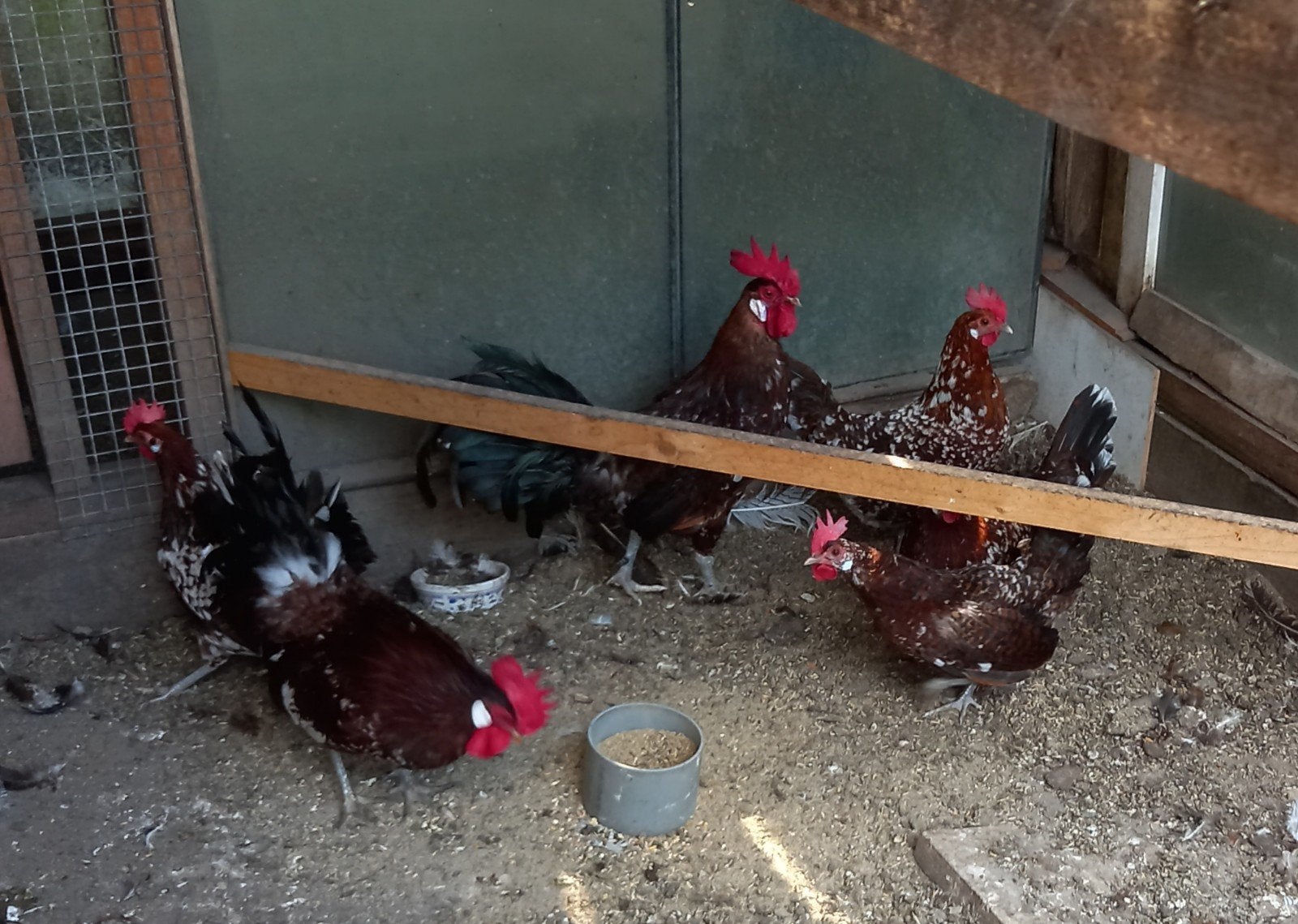 Toom kippen, Meerdere dieren, Kip