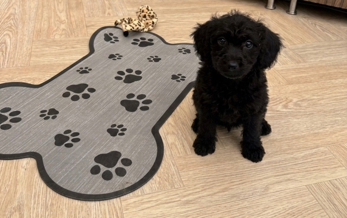Teckel toypoedel puppys, Poedel, CDV (hondenziekte), 8 tot 15 weken, Meerdere