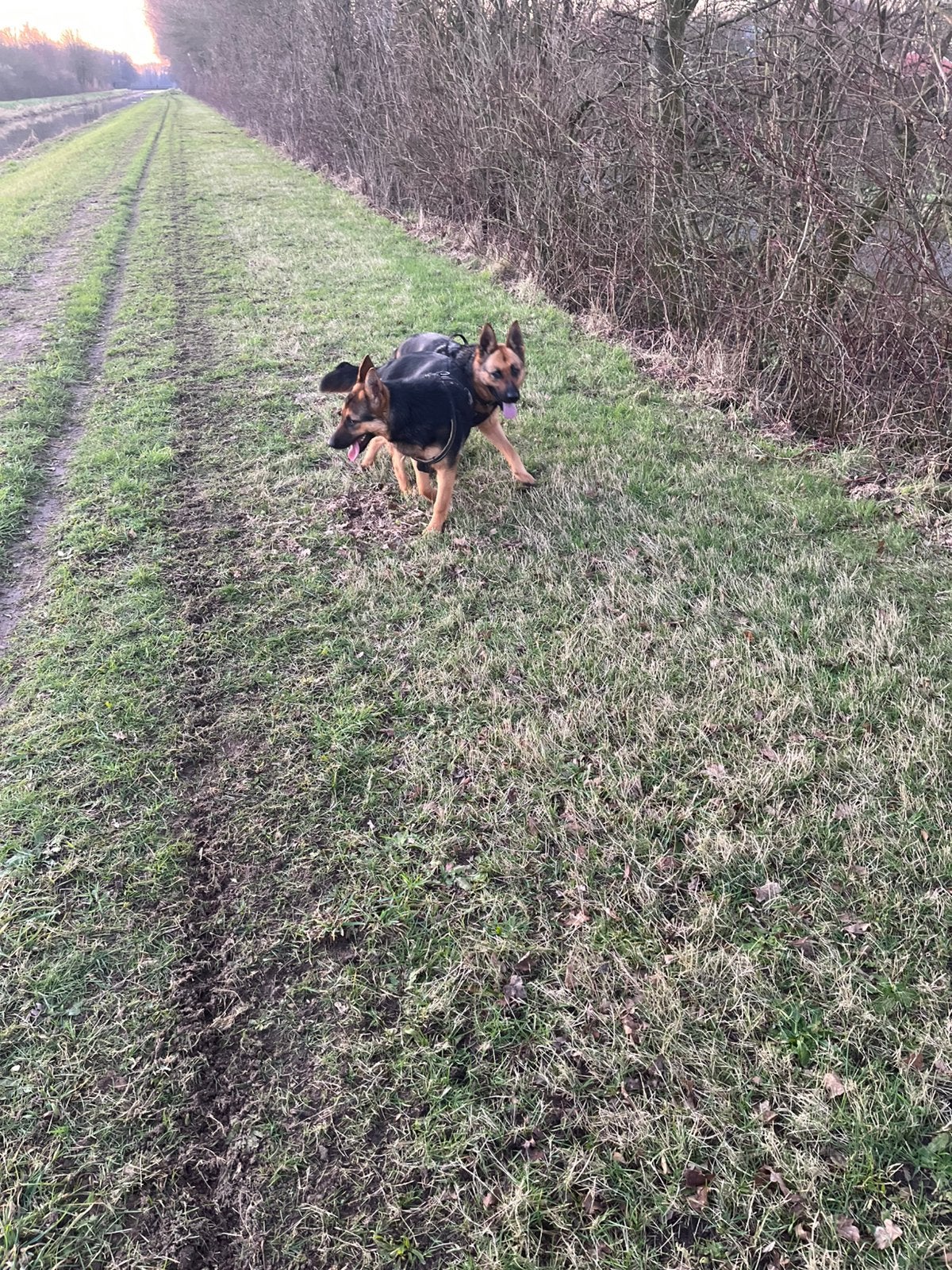 Twee prachtig en gezonde Duitse herders te koop, Dieren en Toebehoren, 1 tot 2 jaar, Teef, Parvo, Meerdere