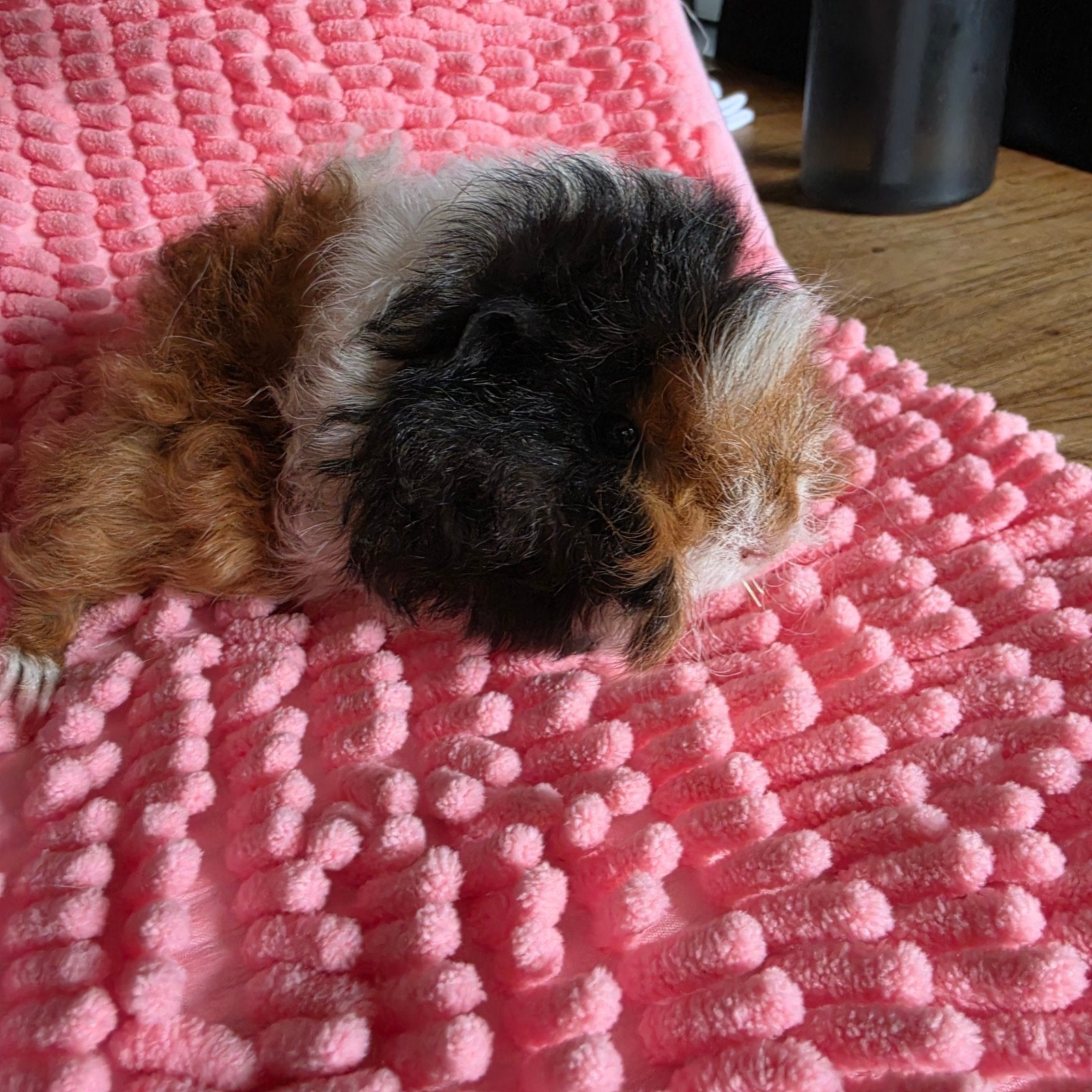 Lunkarya meisje/zeugje, Dieren en Toebehoren, Knaagdieren, Mei, Vrouwelijk, Cavia