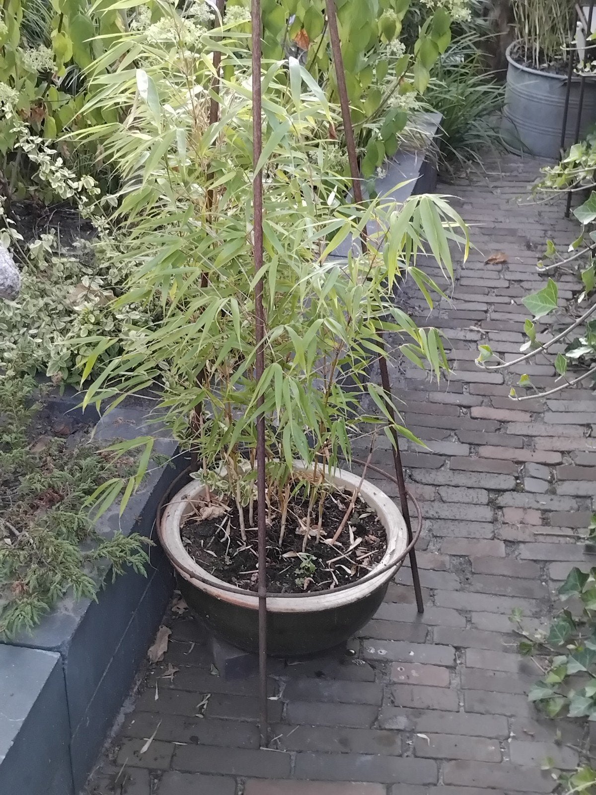 2 stuks mooie niet woekerende bamboe   160 hoog 22 euro, Tuin en Terras, Planten | Bomen, Bloeit niet, Halfschaduw, 100 tot 250 cm
