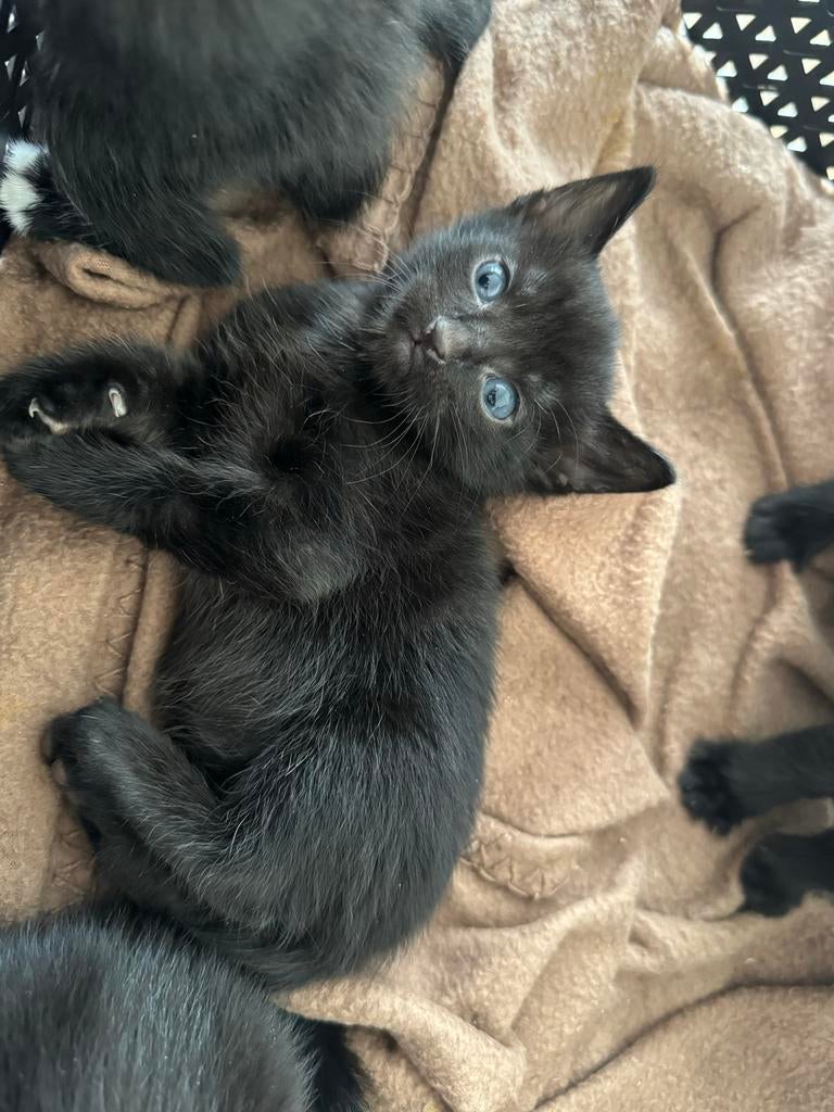 kittens half ragdoll half europese korthaar, Poes