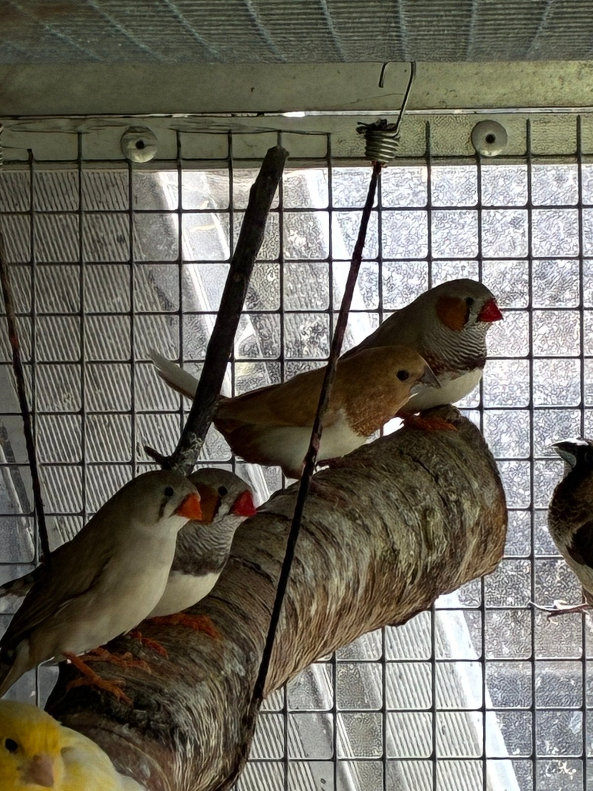 3 zebravinken (2xman 1xpop), Meerdere dieren