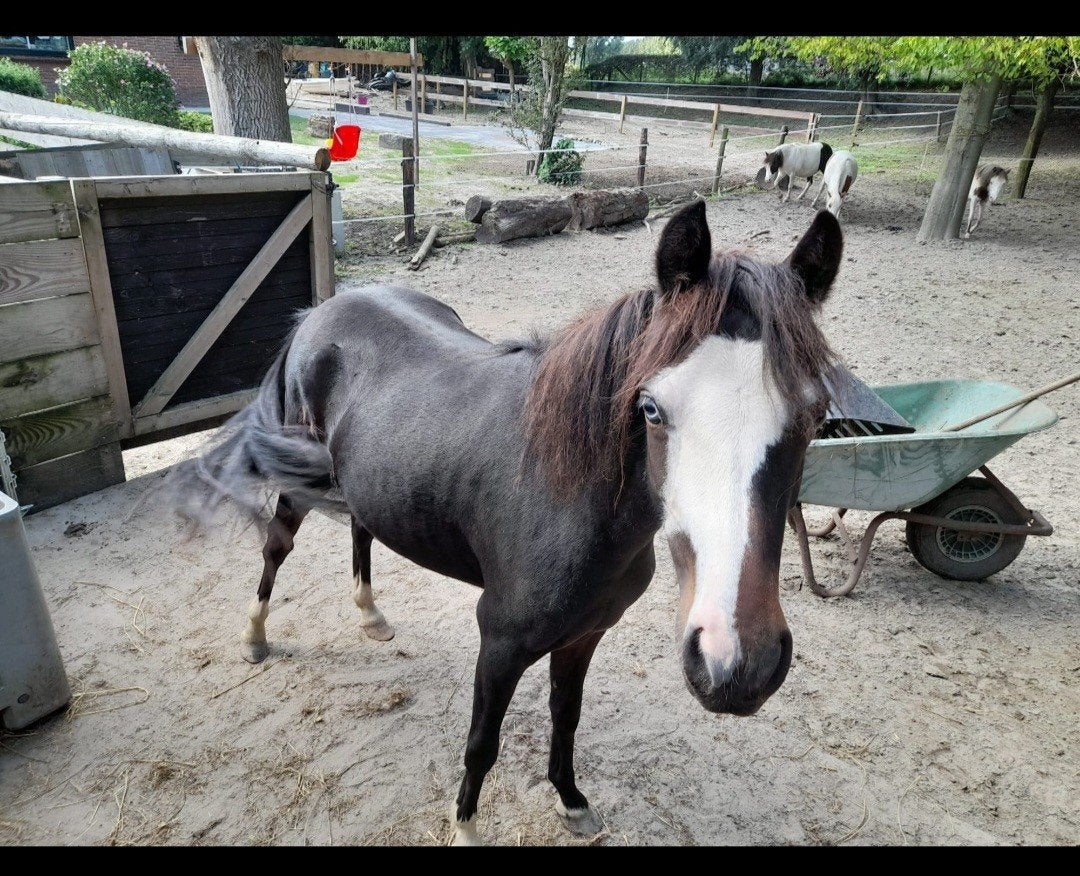 Aspc pony's /minipaarden, Dieren en Toebehoren, Pony's, Met stamboom, A pony (tot 1.17m), 3 tot 6 jaar, Meerdere dieren