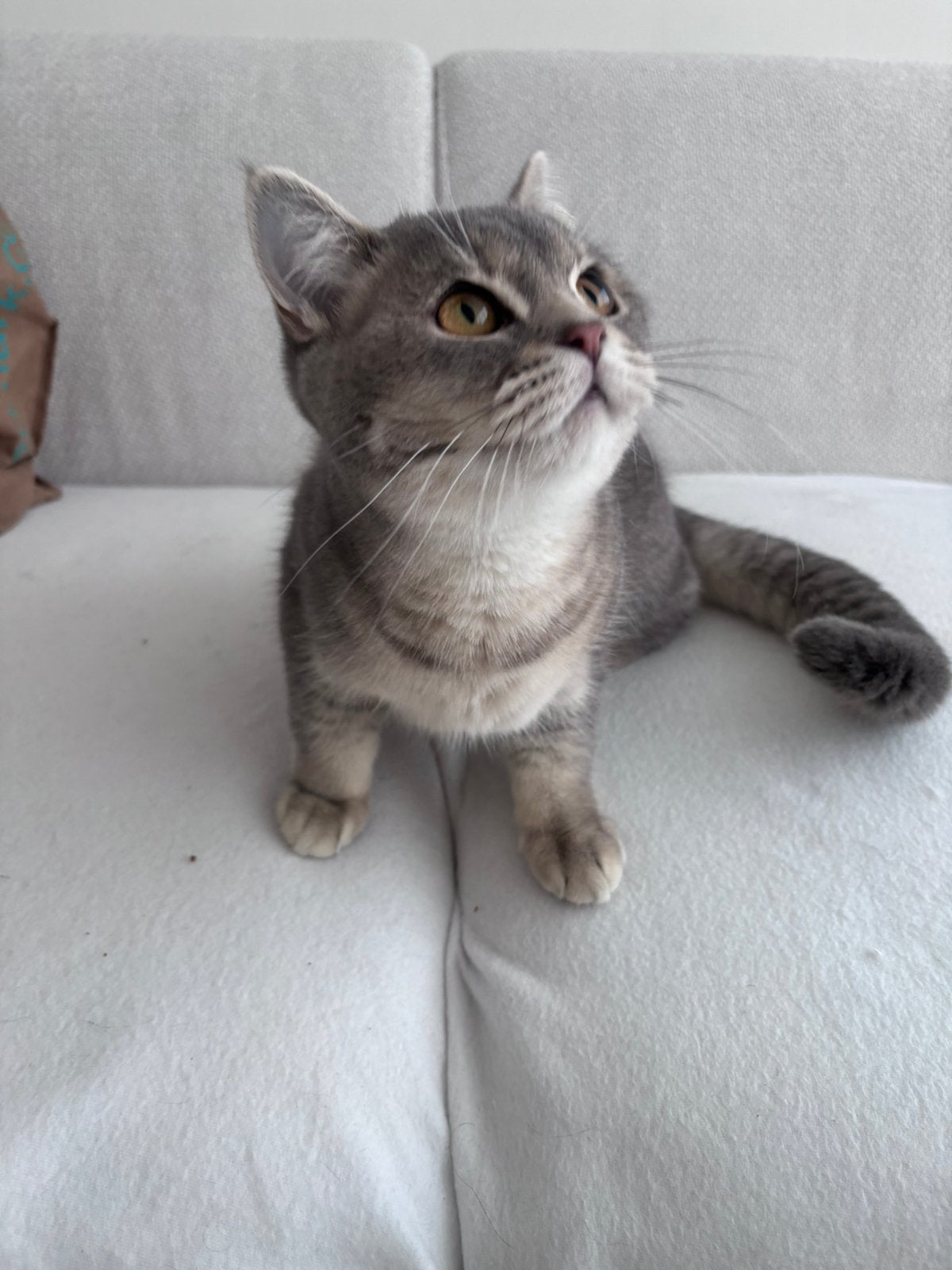 Britse Korthaar katertje, Kater, Ontwormd, 0 tot 2 jaar