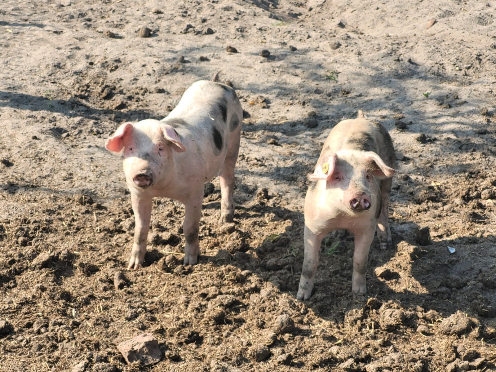 2 biggen te koop bonte bentheimer * pietrain, Dieren en Toebehoren, Meerdere dieren, Varken, 0 tot 2 jaar