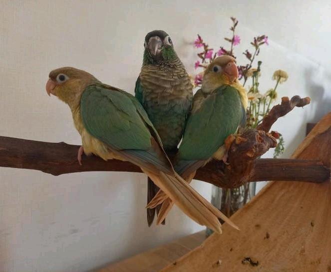 2 super lieve handtamme jonge Pyrrhura's molinea., Geslacht onbekend, Tropenvogel, Tam