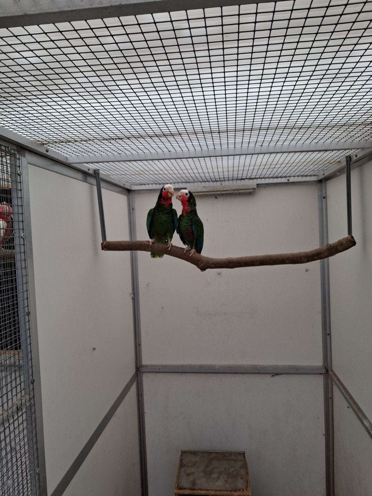 Cuba amazone, Dieren en Toebehoren, Vogels | Parkieten en Papegaaien, Meerdere dieren, Papegaai