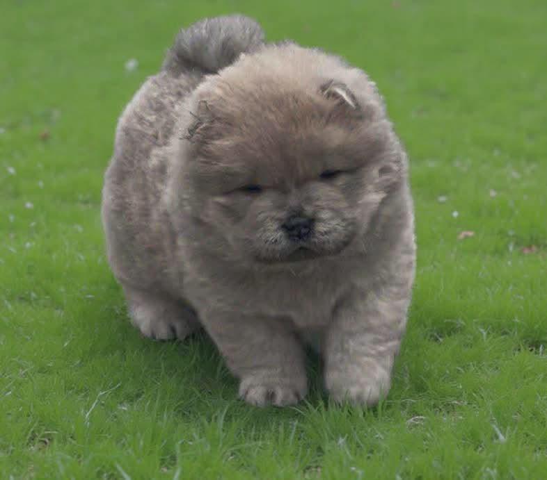 Chow Chow pup Teefje, Parvo, Overige rassen, 8 tot 15 weken, Meerdere
